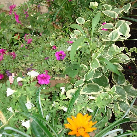 Il Giardino Segreto Vendégház 2*
