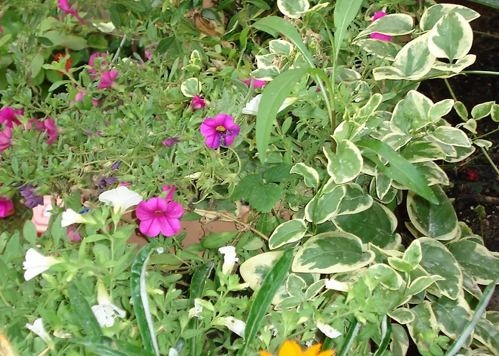 Il Giardino Segreto